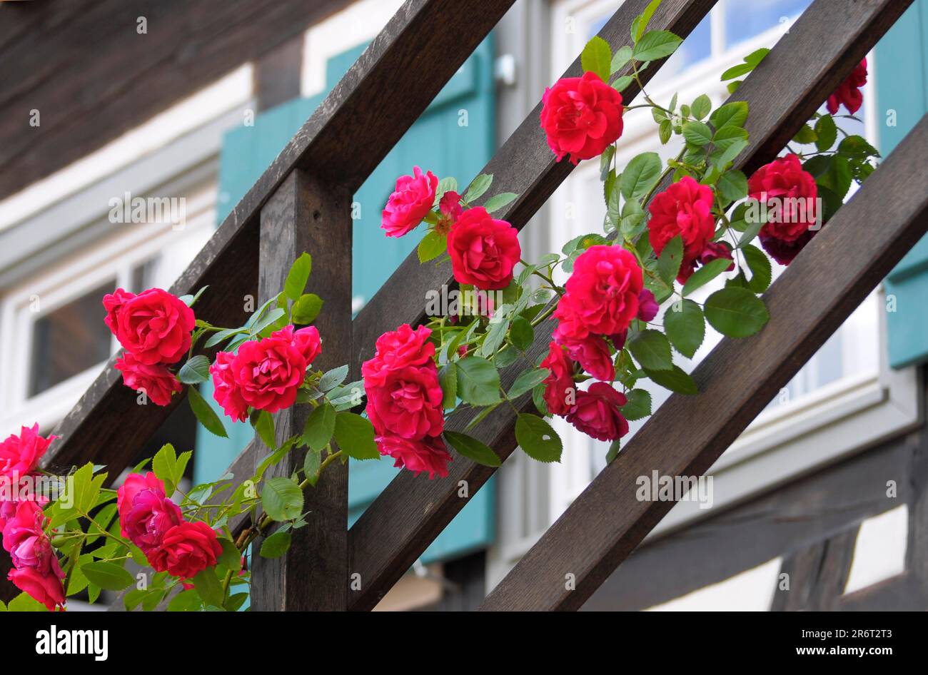 Nel Monastero di Maulbronn, rose rampicanti rosse, sulla ringhiera delle scale Foto Stock
