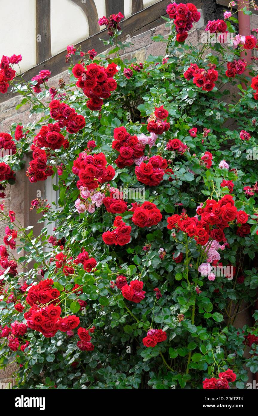 Rose rampicanti rosse al Monastero di Maulbronn Foto Stock