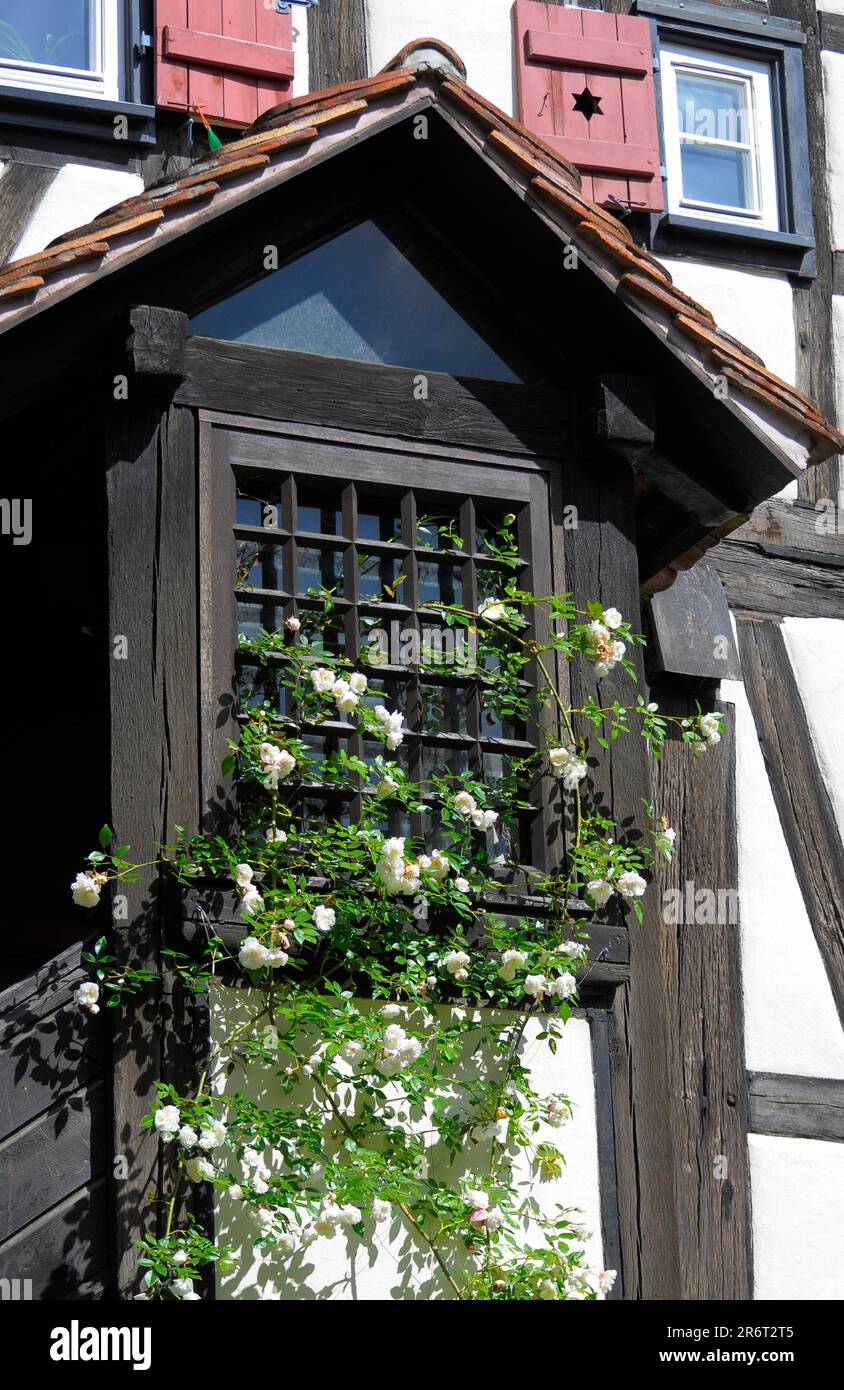 Rose rampicanti rosse al Monastero di Maulbronn Foto Stock