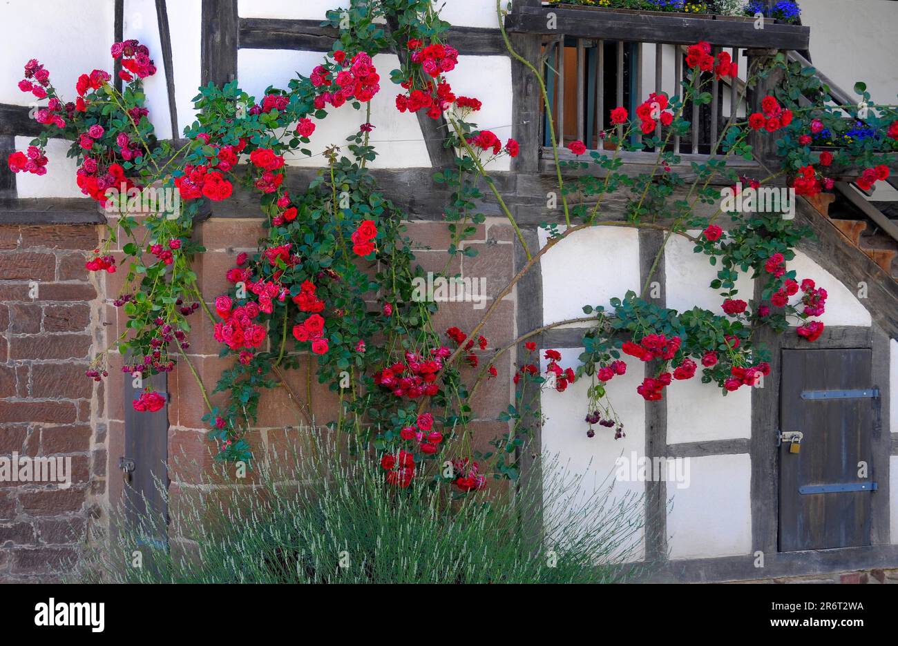 Rose rampicanti rosse al Monastero di Maulbronn Foto Stock