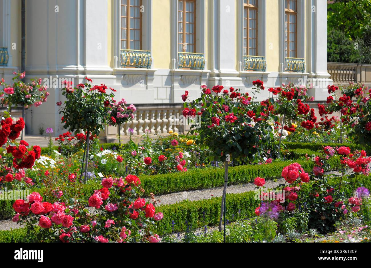 Ludwigsburg: Fioritura barocca, palazzo, giardino di rose, architettura paesaggistica Foto Stock