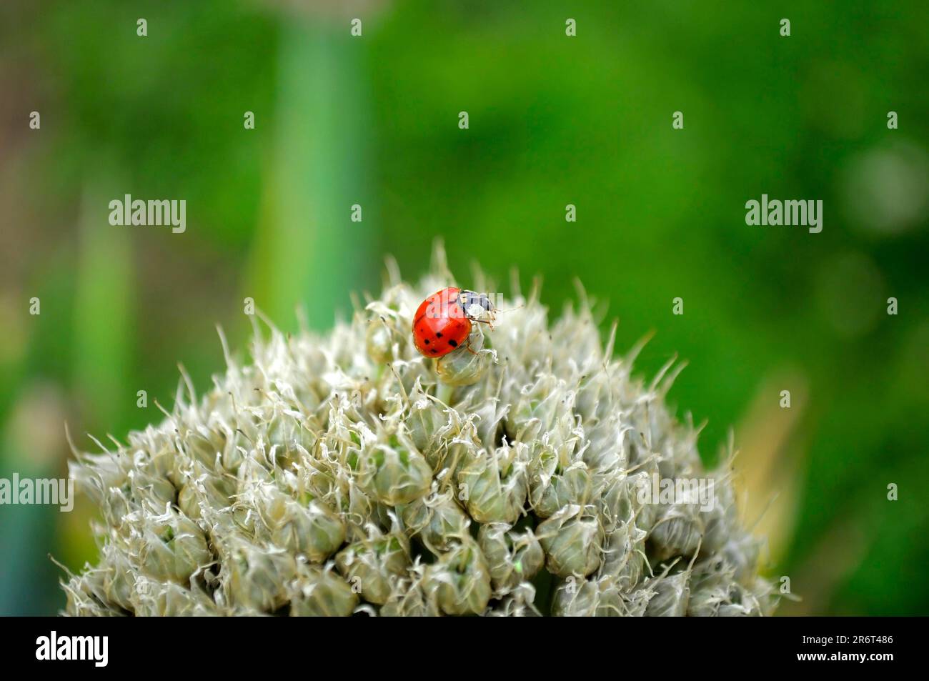 Ladybird su cipolla fiore, asian lady beetle (Harmonia axyridis) cipolla, cipolla (allio), bulbo, cipolla da cucina (Allium cepa), cipolla da giardino, cipolla estiva Foto Stock