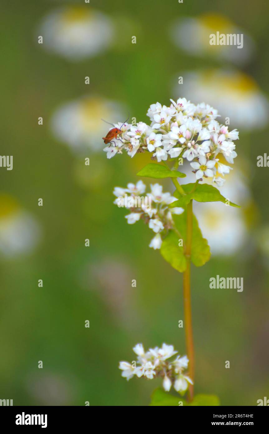 Grano saraceno comune (Fagopyrum esculentum) fioritura Foto Stock