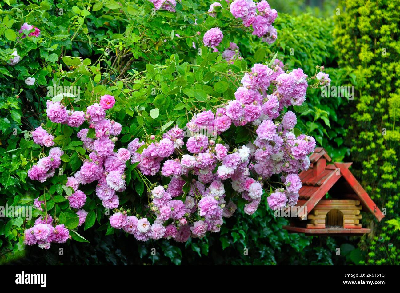 Rose fiorite sulla siepe, rosa ciglio, rosa arbusto Foto Stock