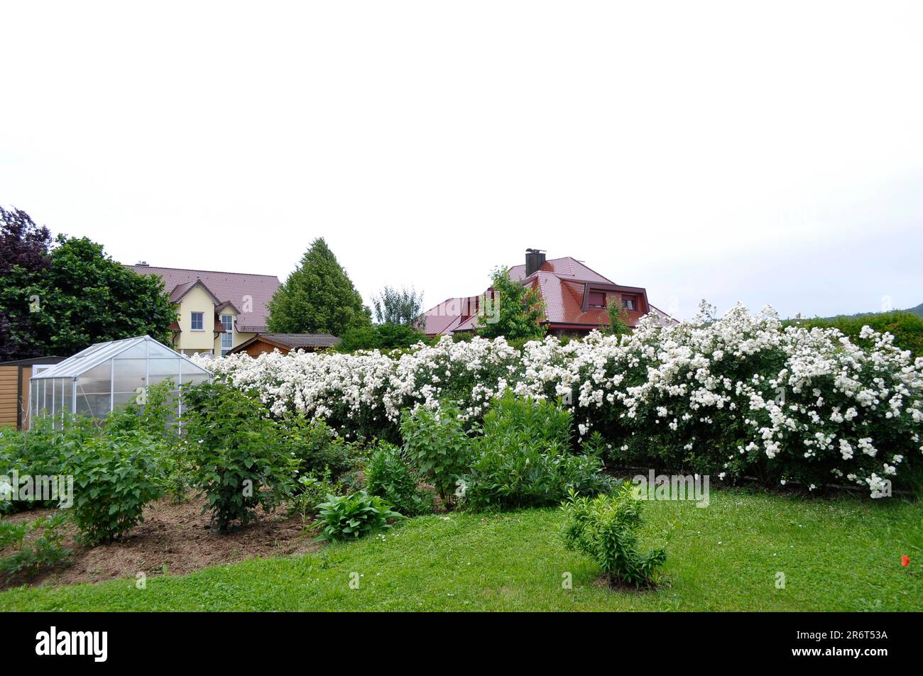 Giardino con casa, rose bianche in giardino, siepe rosa bianco, giardino serra Foto Stock