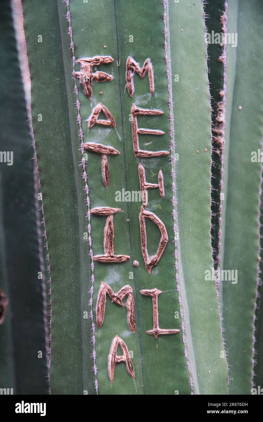 Cactus con iscrizione, visto in un giardino a Marrakech Marocco Foto Stock