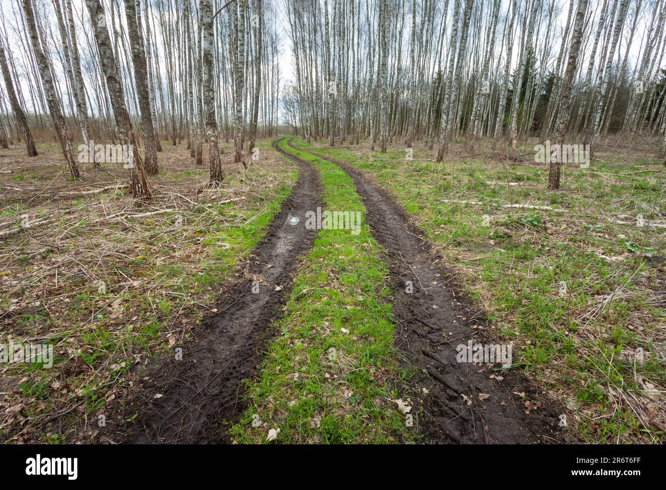 Una strada sterrata attraverso una foresta di betulla, giorno di primavera Foto Stock
