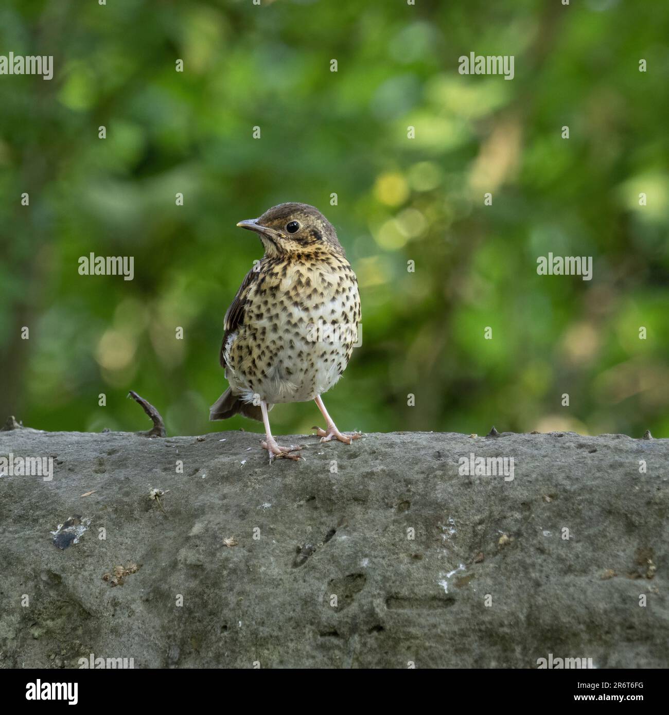 Canzone sul muro di pietra nella riserva naturale di Adderbury Lakes, fuori Banbury, nel nord dell'Oxfordshire, Inghilterra, Regno Unito. Foto Stock