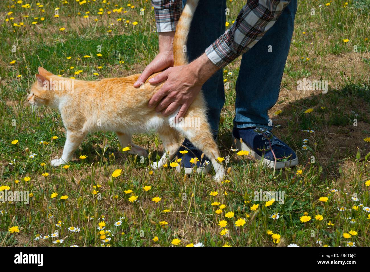 Uomo che accarezzava un tabby e gatto bianco. Foto Stock