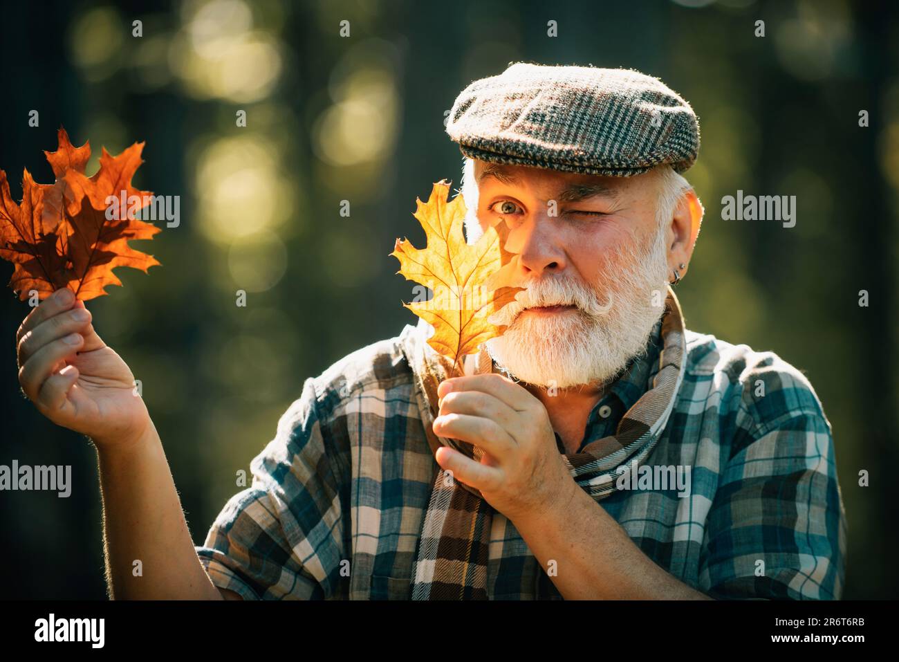 Uomo anziano in una passeggiata in una foresta in una natura autunnale tenendo foglie. Uomo anziano che cammina nel parco in autunno. Uomo anziano sorridente che tiene giallo Foto Stock