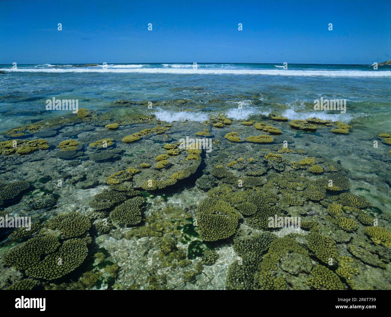 Barriera corallina a Fregate Island Foto Stock