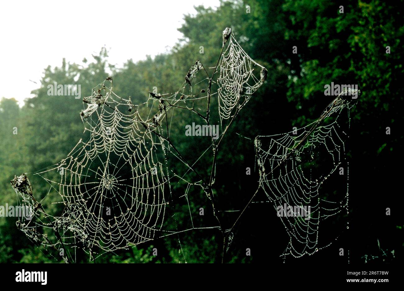 Ragnatela nella retroilluminazione Foto Stock