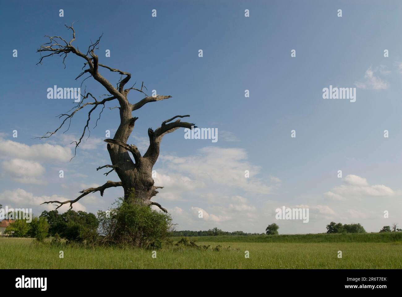 Albero veterano Foto Stock