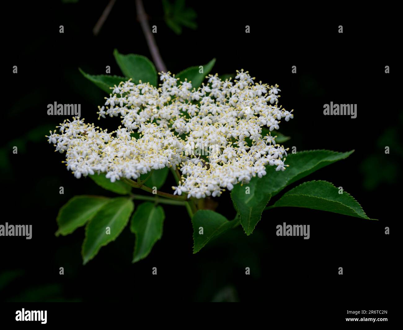 Elderflowers, Sambucus nigra, Devon, Regno Unito Foto Stock