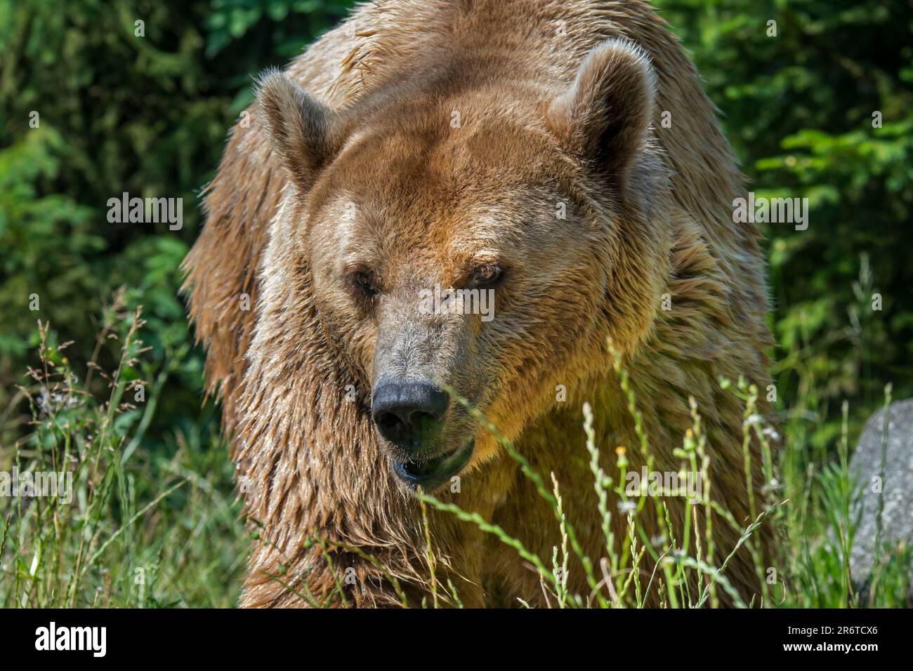 Orso bruno europeo (Ursus arctos) lasciando la pineta per andare foraging in prateria in estate Foto Stock