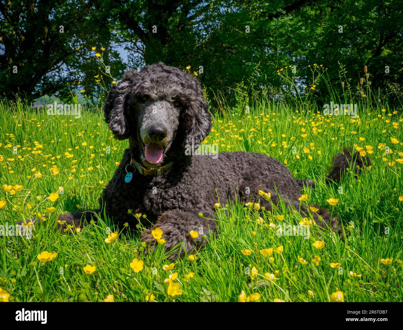 Un anno di cane da barbetta standard che si posa tra le coppe, Somerset, Regno Unito Foto Stock