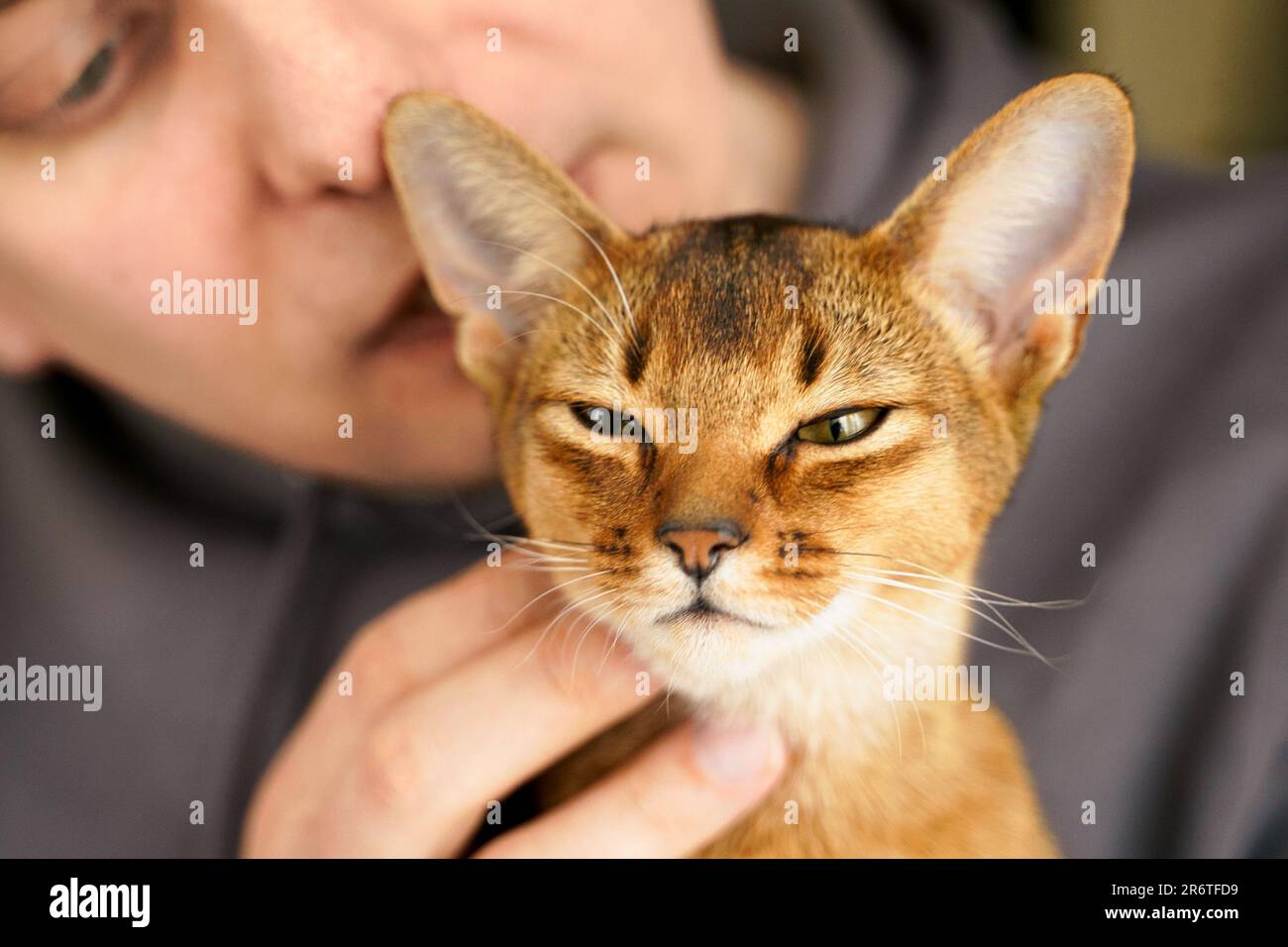 Piccolo gattino della razza Abissiniana seduto sulle mani del proprietario. Gattino divertente e soffice in pelliccia a casa. Carino pussycat rosso bruno grazioso dell'animale domestico con le orecchie grandi. Foto Stock