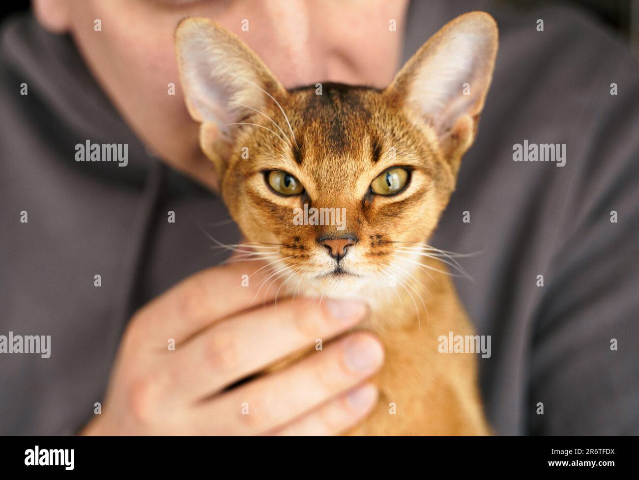 Piccolo gattino della razza Abissiniana seduto sulle mani del proprietario. Gattino divertente e soffice in pelliccia a casa. Carino pussycat rosso bruno grazioso dell'animale domestico con le orecchie grandi. Foto Stock