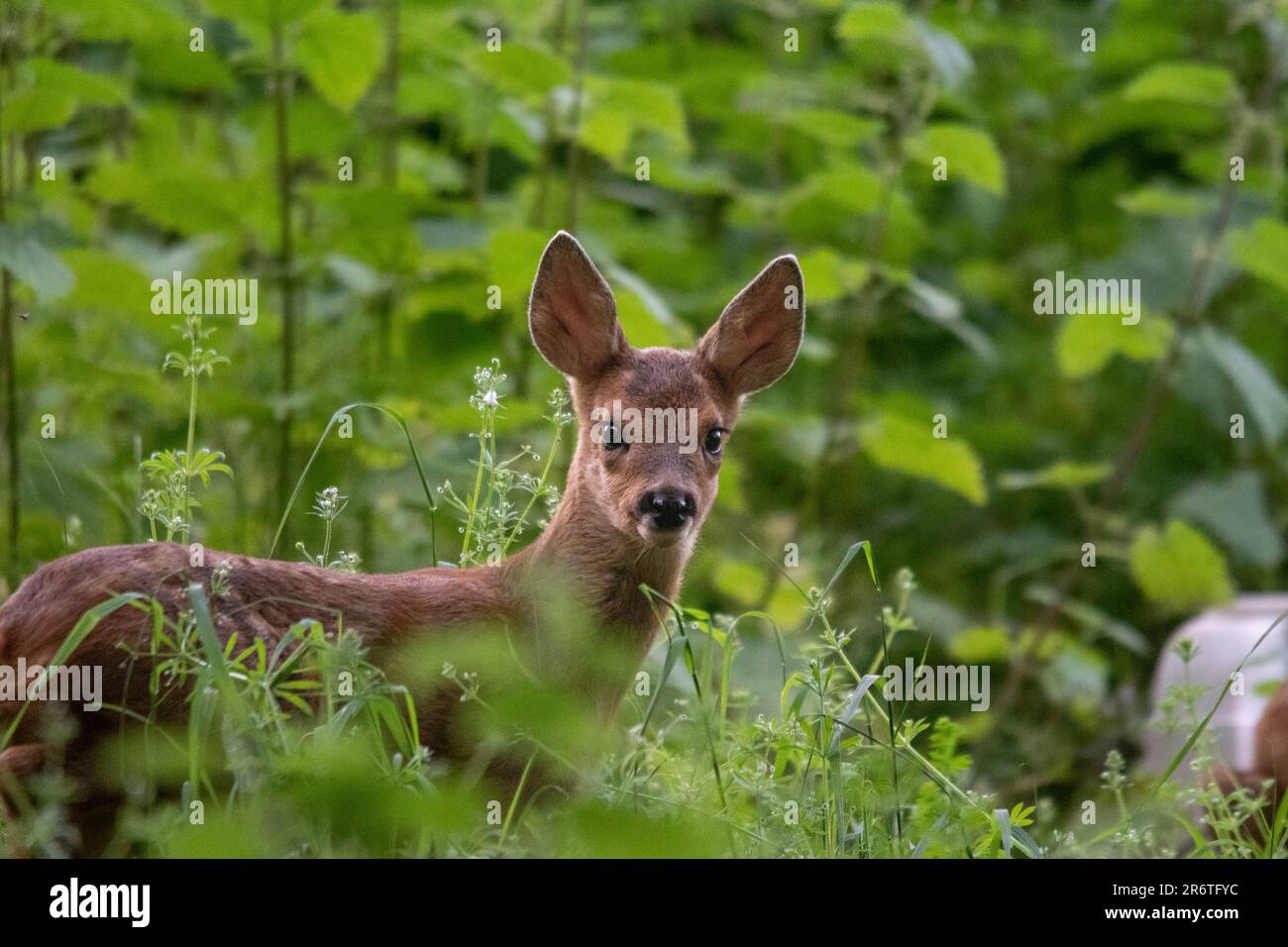 Cervi del bambino Foto Stock