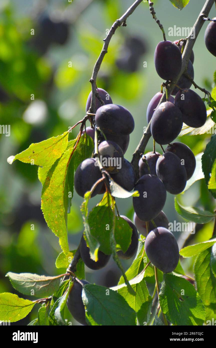Buehler damson (Prunus domestica subsp. Domestica) sull'albero, vera prugna, damson, prugna Buehler Foto Stock