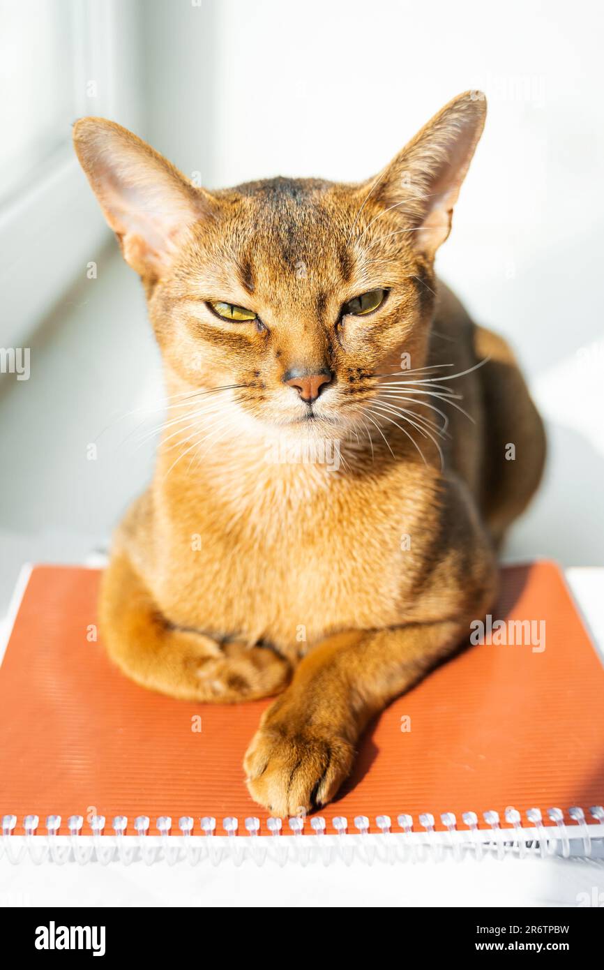 Gatto intelligente sdraiato sui notebook. Gattino rosso di razza Abissiniana seduto sul davanzale vicino alla finestra. Imparando il gattino intelligente lanuginoso della pelliccia divertente, studio domestico. Cu Foto Stock