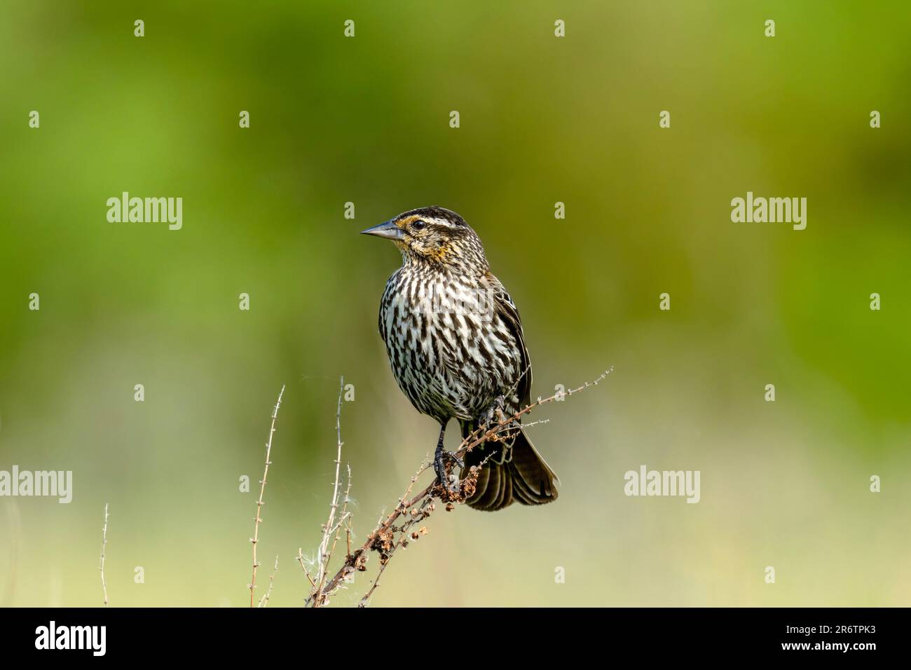 Bird rosso-alato, (Agelaius phoeniceus), Female Foto Stock