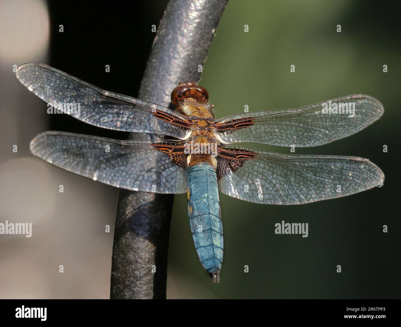 Primo piano di un Chaser Dragonfly corposo su un palo di metallo (Libellula deprea) Foto Stock