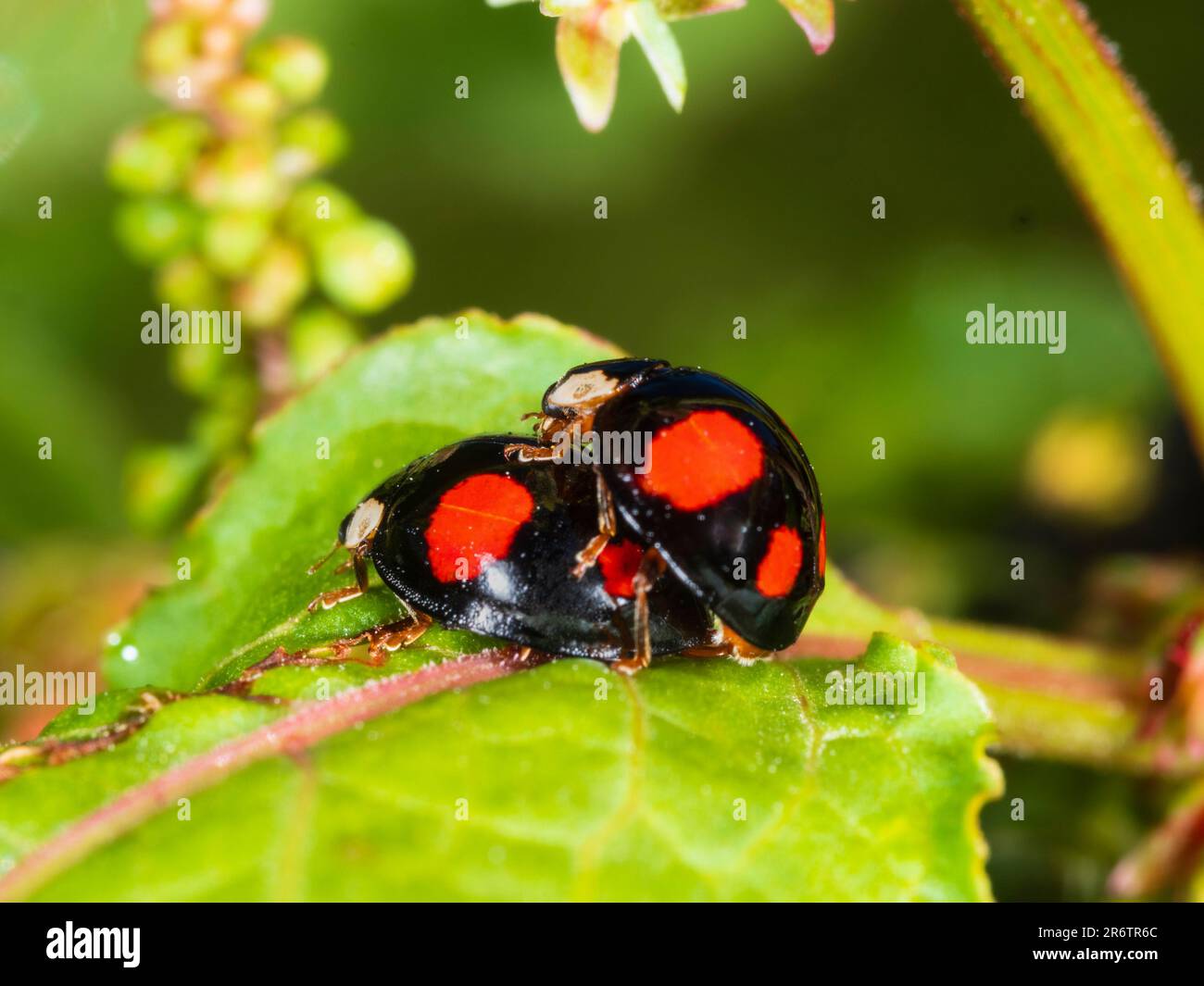 Coppia accoppiata della forma a 4 colori macchiati del ladybird di Harlequin, Harmonia axyridis F. spectabilis in un giardino britannico Foto Stock