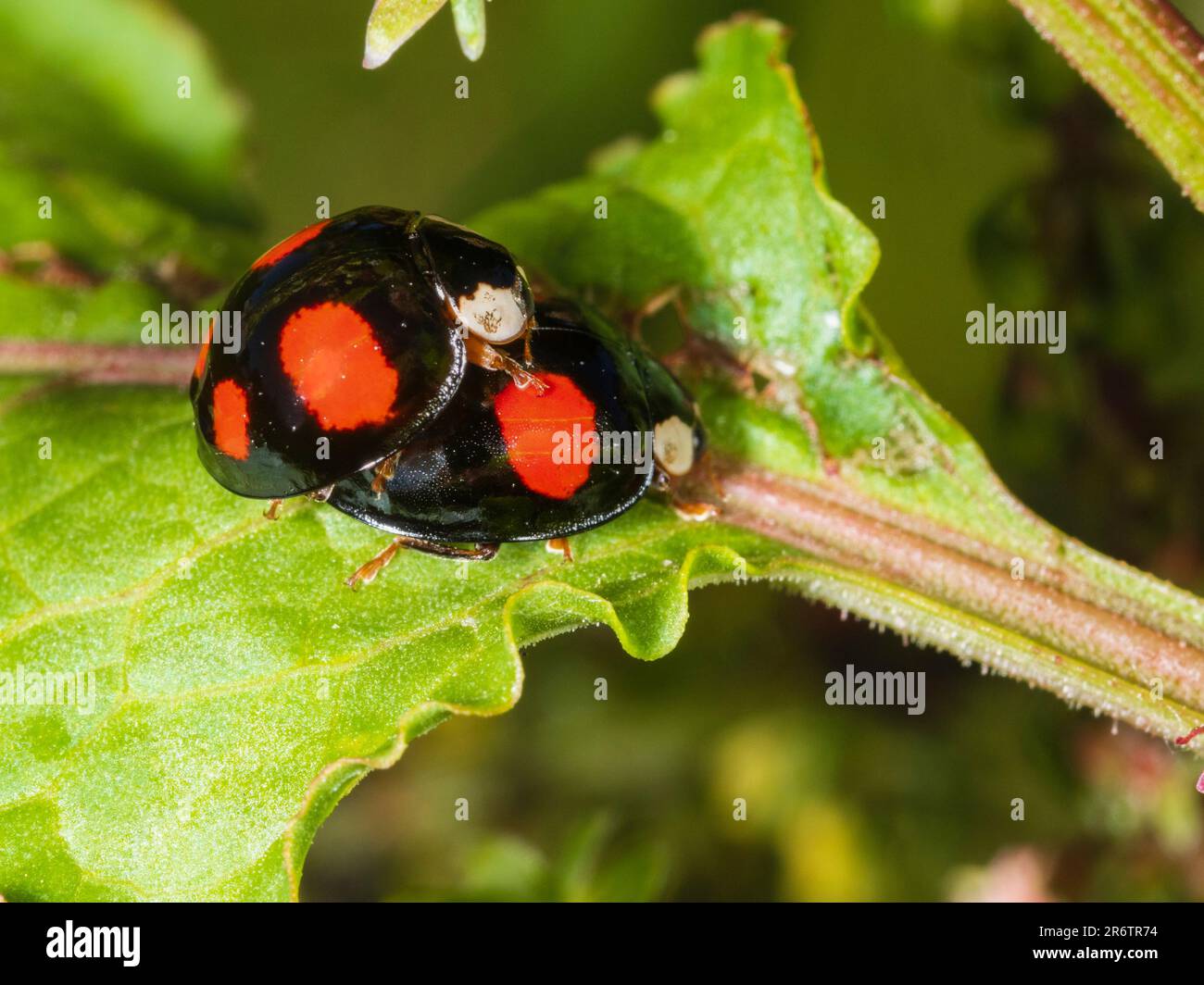 Coppia accoppiata della forma a 4 colori macchiati del ladybird di Harlequin, Harmonia axyridis F. spectabilis in un giardino britannico Foto Stock