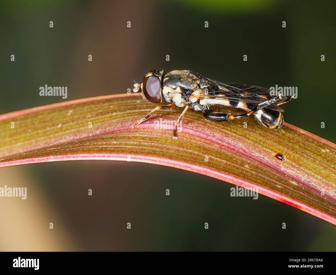 Donna adulta hoverfly a zampe spesse, Syritta pipiens, fauna selvatica del Regno Unito e visitatore del giardino Foto Stock