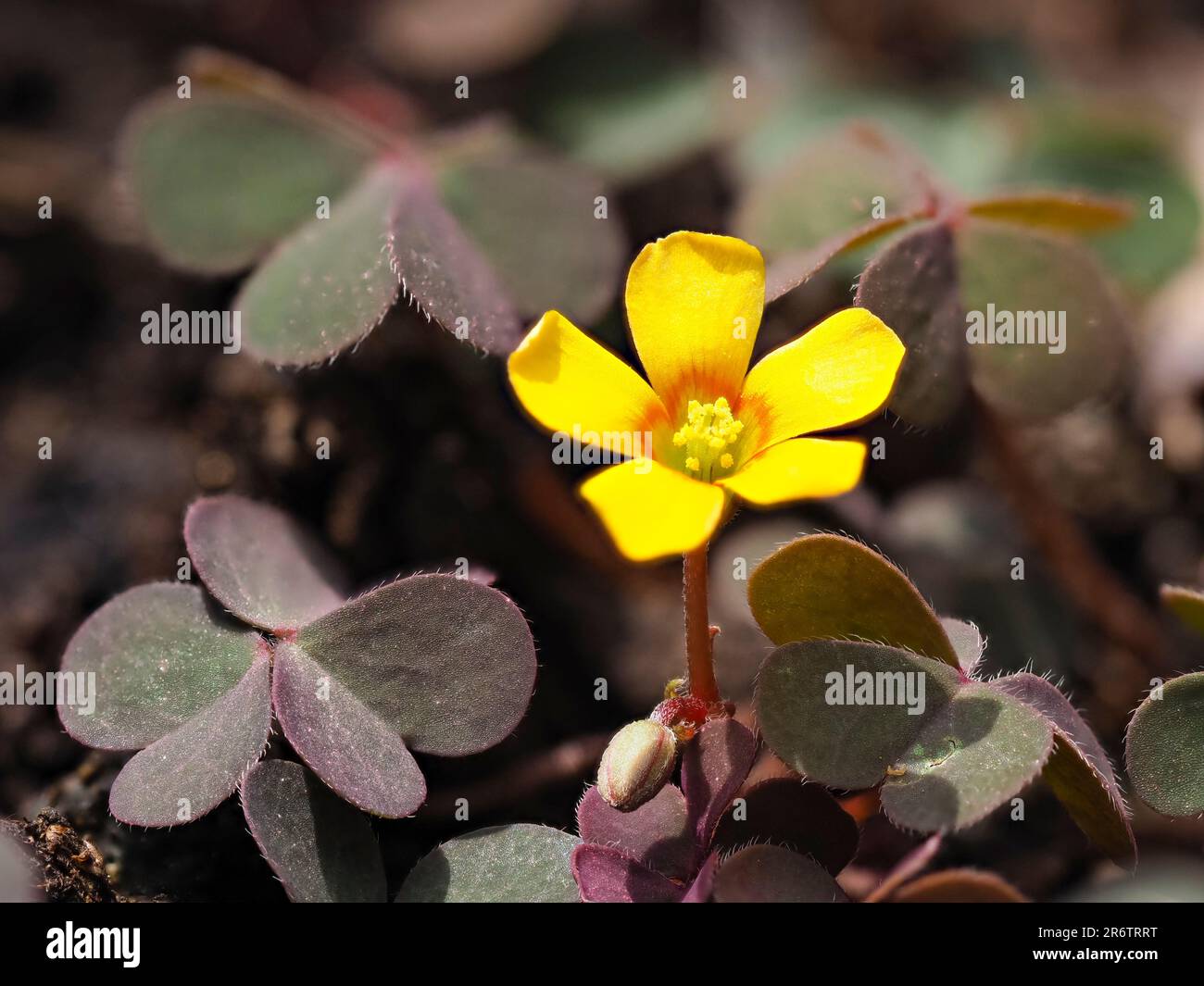 Fiore giallo con fogliame bronzeo del legno strisciante, Oxalis corniculata var. atropurpurea, un giardino perenne erbacce Foto Stock