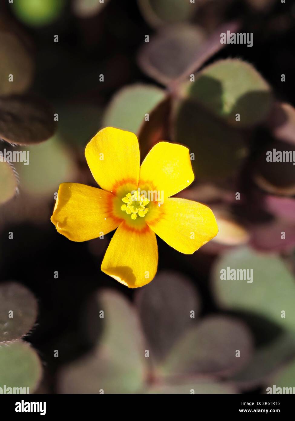 Fiore giallo con fogliame bronzeo del legno strisciante, Oxalis corniculata var. atropurpurea, un giardino perenne erbacce Foto Stock