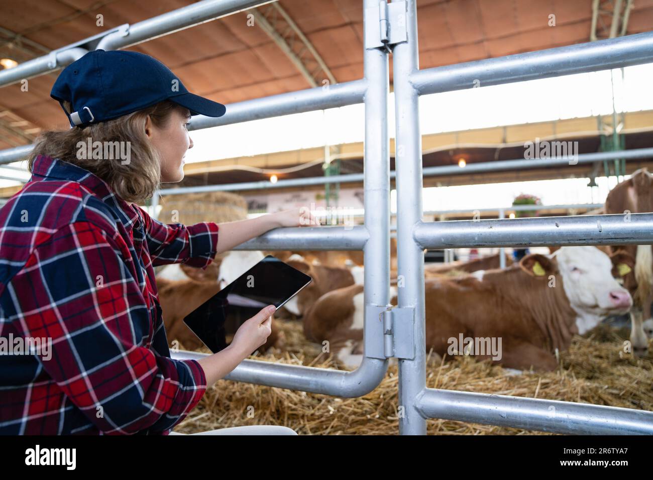 Donna contadina con tablet in una fattoria casearia. Gestione delle mandrie Foto Stock