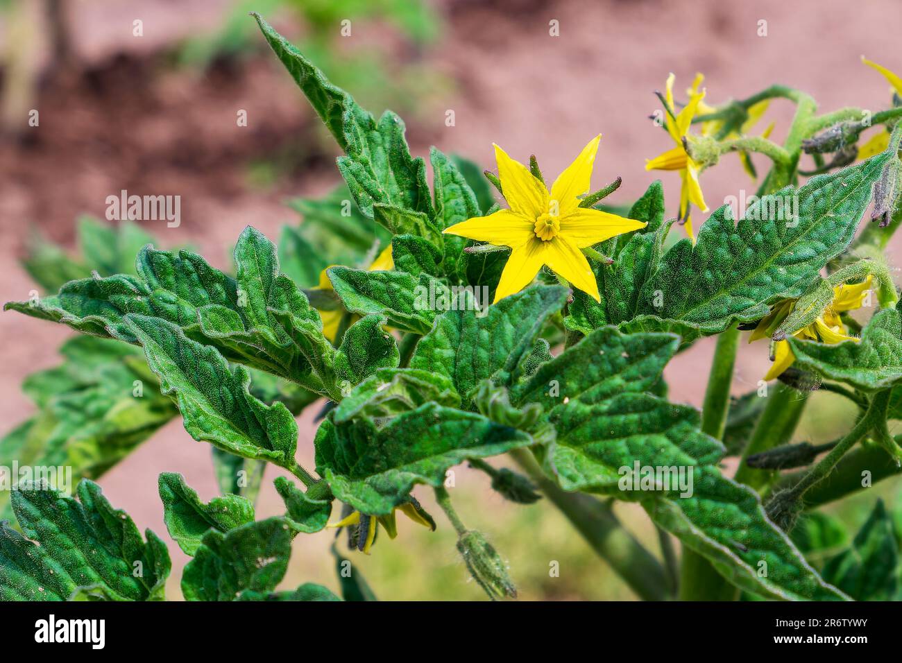 Fiori di pomodoro. Vista ravvicinata del fiore giallo e del fogliame verde Foto Stock