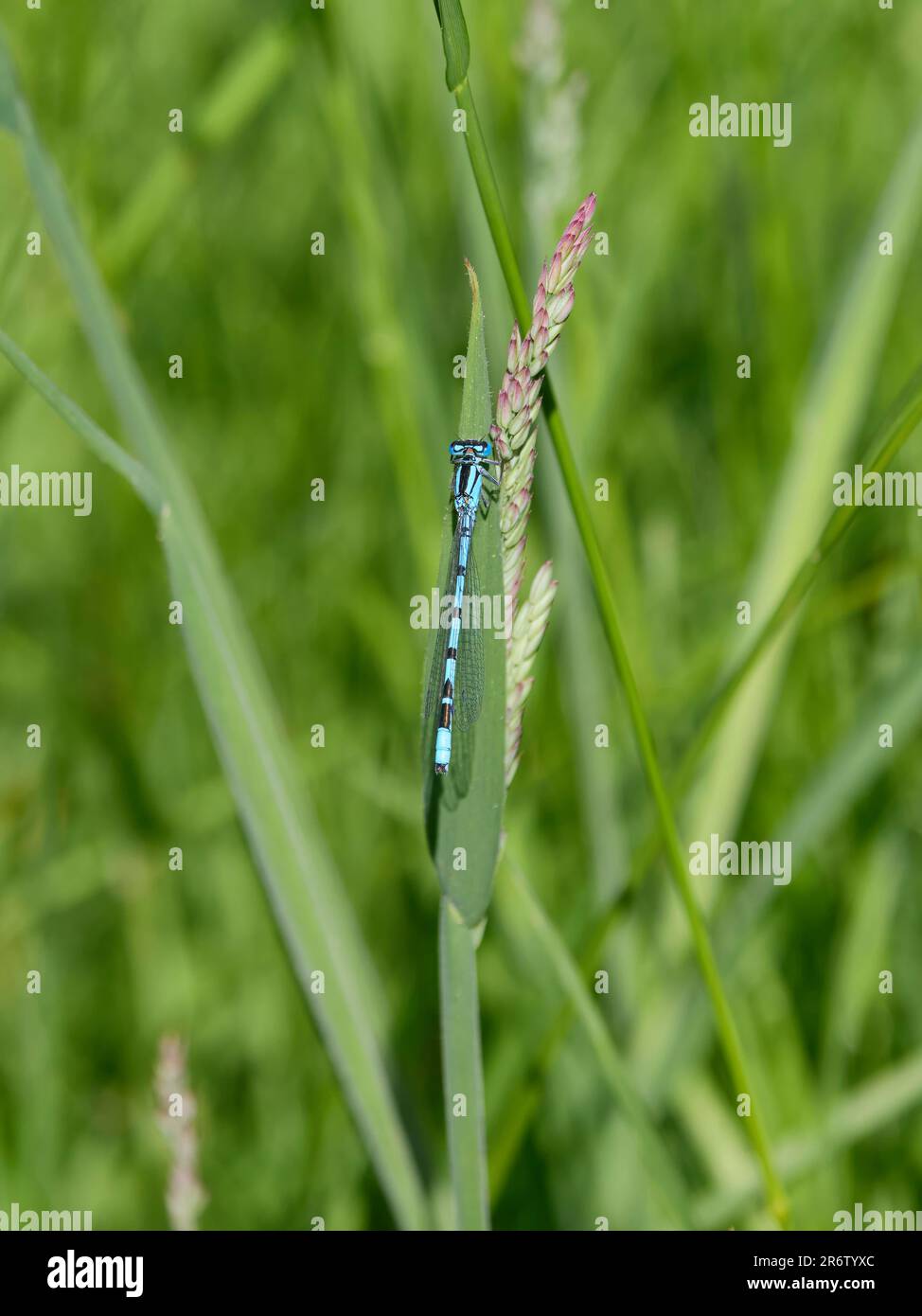 Maschio comune blu damselfly Enallagma cyathigerum Foto Stock