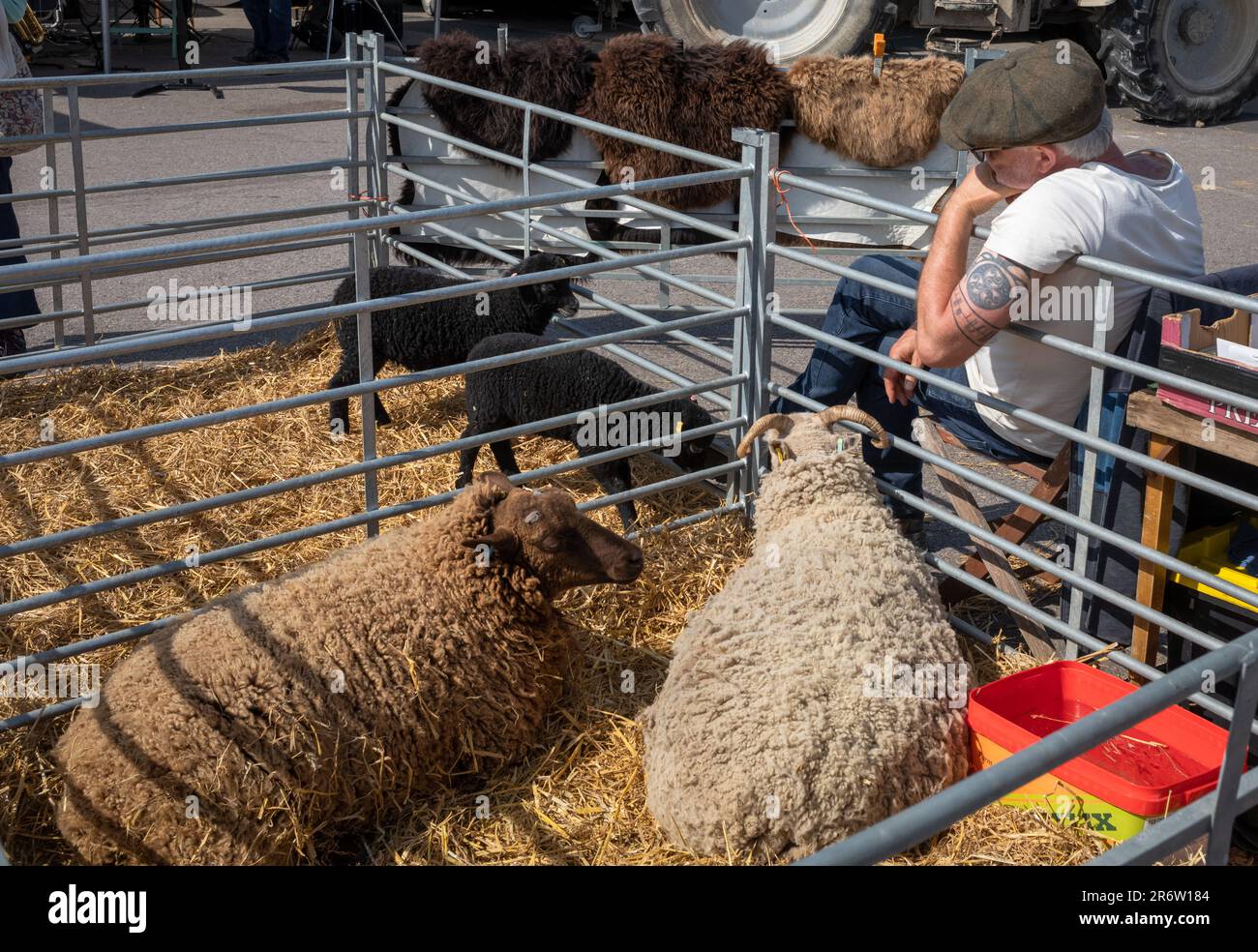 Un contadino siede con le sue due pecore bianche e due agnelli neri a Steyning Country Fayre, West Sussex, UK Foto Stock