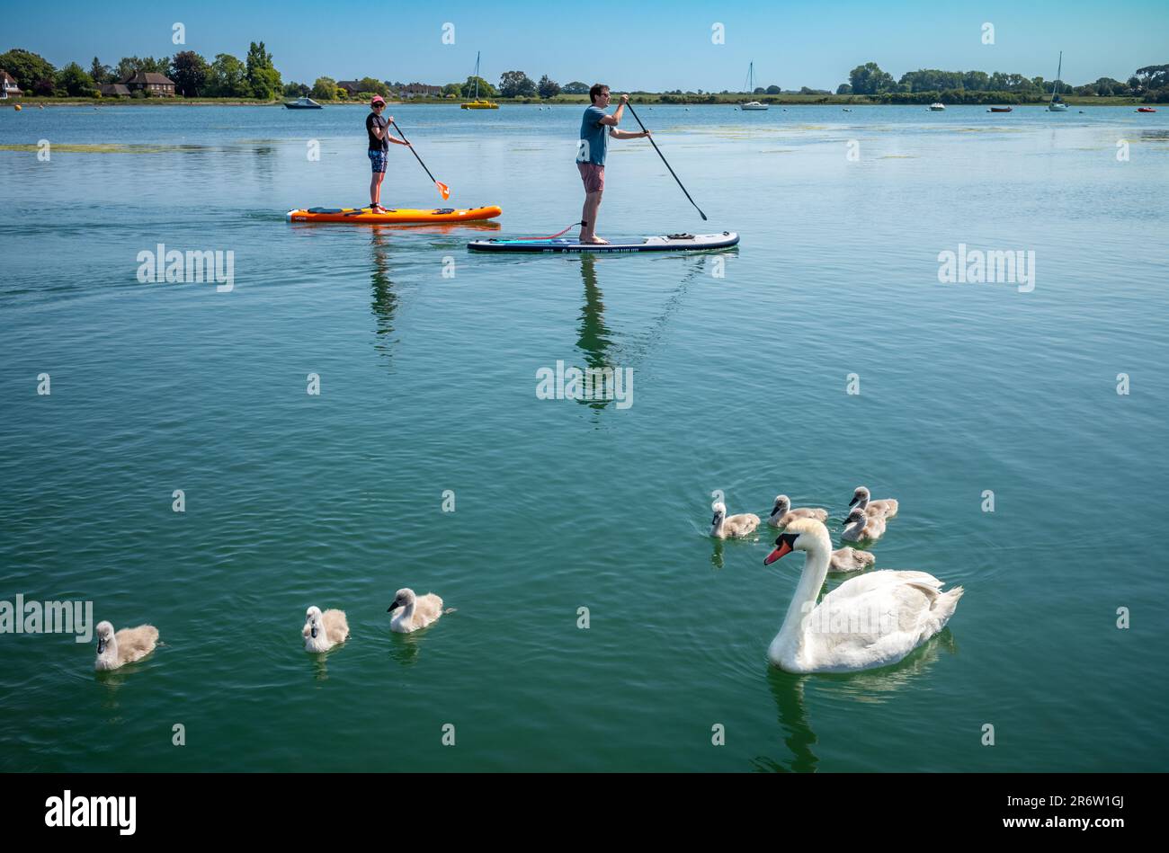Due paddle boarders passano un cigno madre (Cygnus), conosciuto come una penna, e i suoi otto cigneti nel Chichester Harbour a Bosham nel Sussex occidentale, Regno Unito. Foto Stock
