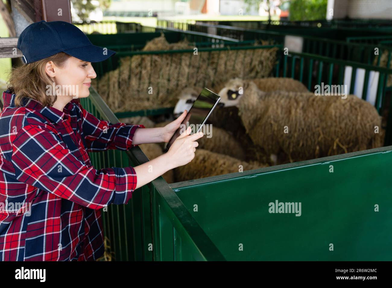 Donna contadina con tablet in un ovile. Gestione delle mandrie Foto Stock