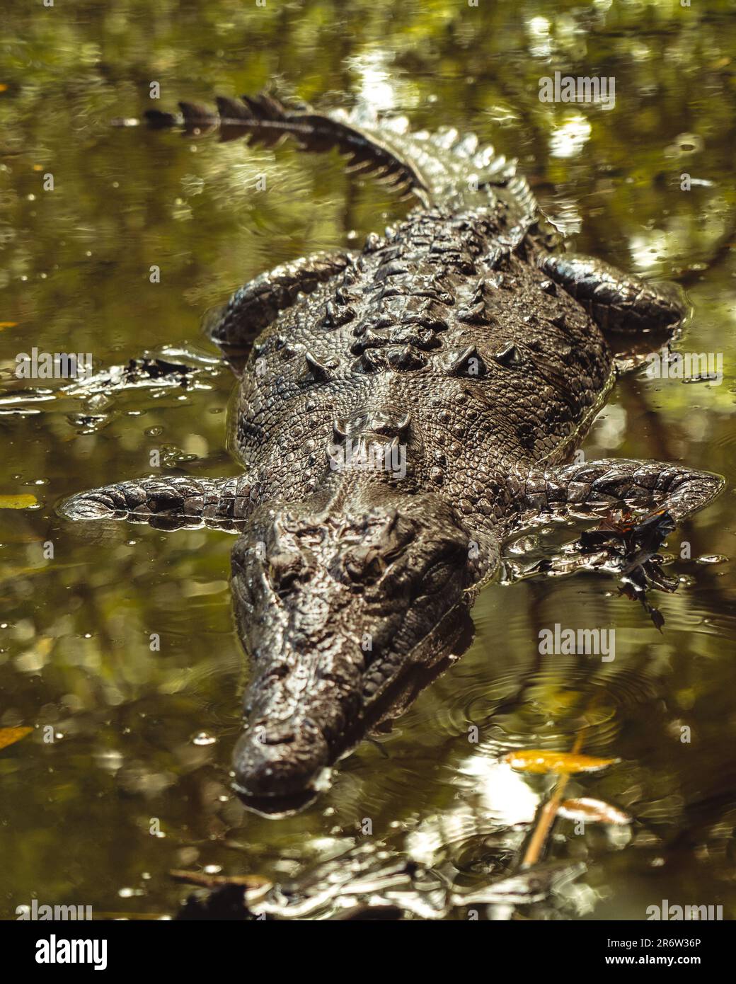 Un coccodrillo in agguato palude: L'antico predatore della natura si fonde perfettamente con il suo habitat acquoso, una rappresentazione di forza primitiva e stealt Foto Stock
