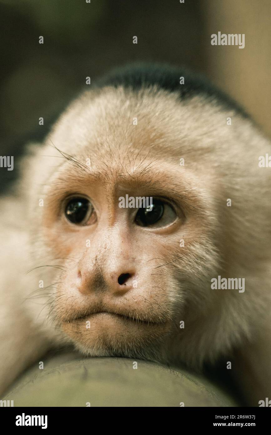 Scimmia cappuccina costaricana: Intelligente e agile, questi carismatici primati vagano per la foresta pluviale. I loro volti espressivi e le loro animate antiche ma Foto Stock