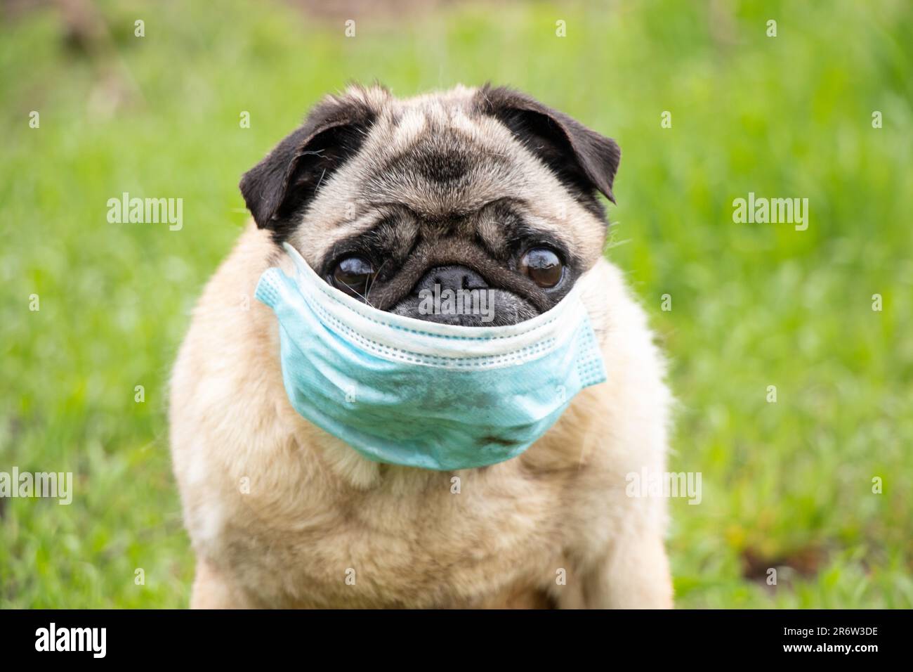 un cane pug in una maschera medica durante la pandemia del covid-19 su una passeggiata sull'erba nel parco nella primavera del 2021 Foto Stock