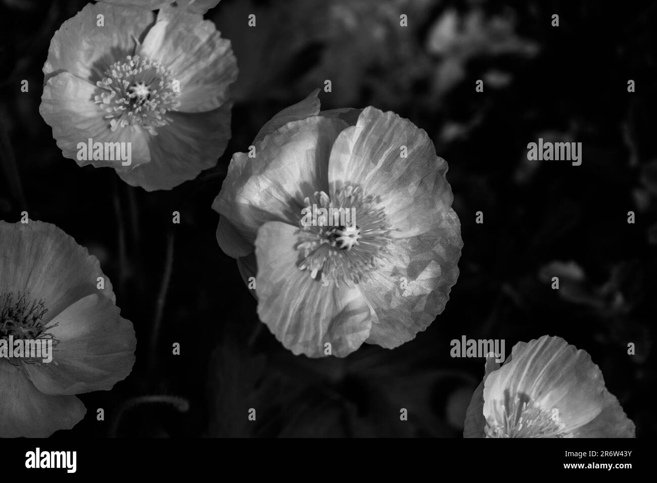 Fiori in bianco e nero Foto Stock