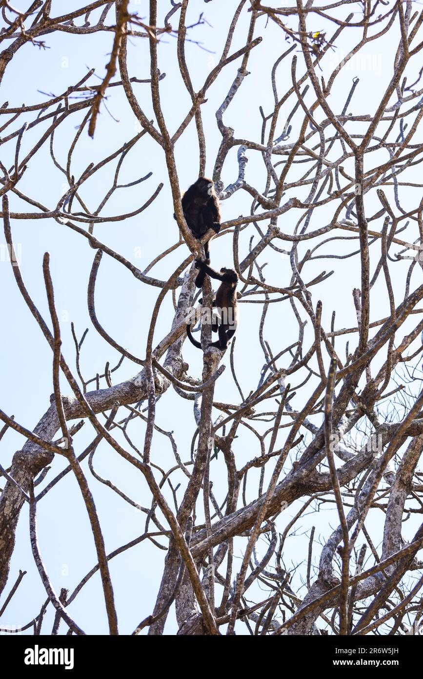 Piccola scimmia urlatrice dorata (Alouatta palliata palliata) che sale attraverso l'albero fino a sua madre in Nicaragua Foto Stock