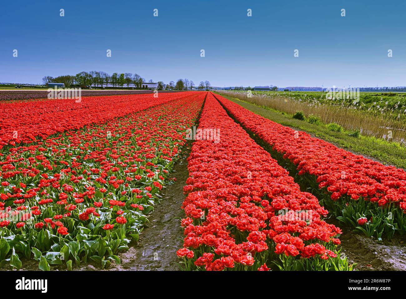 Tulpenfelder bei Zeewolde - Niederlande - rotes Tulpenfeld Foto Stock