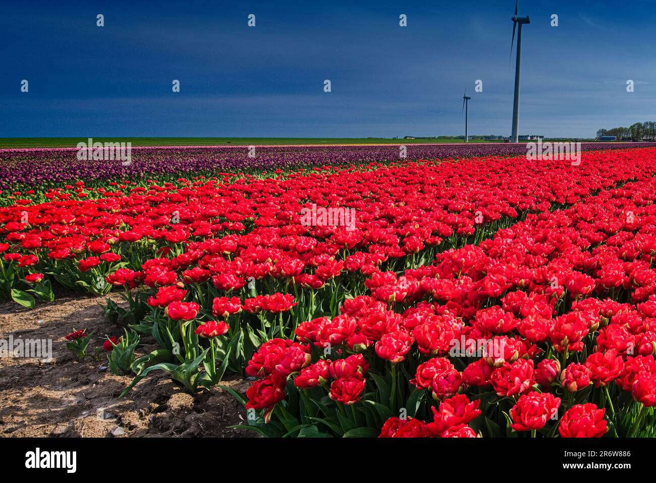 Tulpenfelder bei Zeewolde - Niederlande Foto Stock
