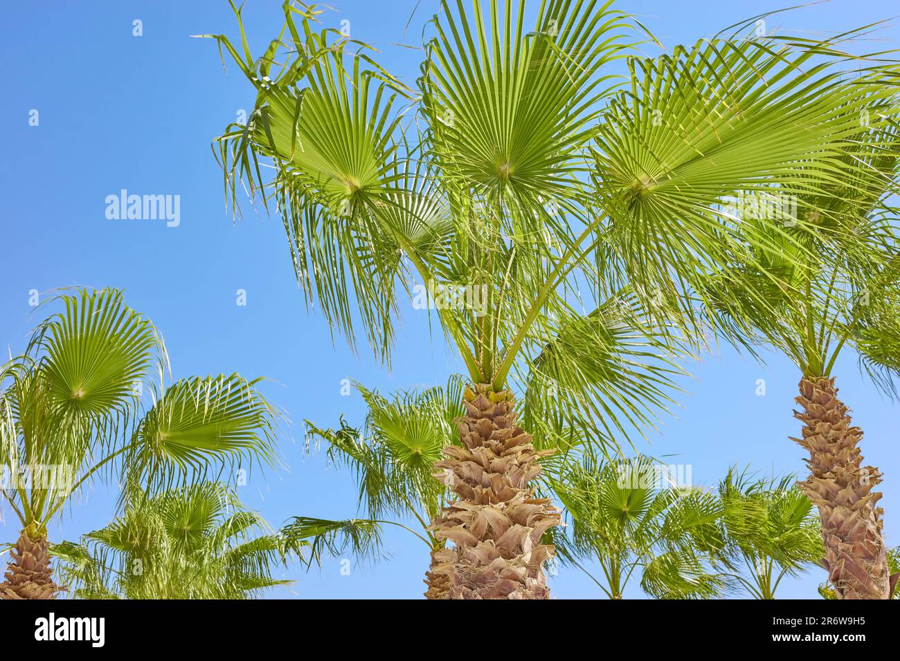 Immagine di palme contro il cielo blu. Foto Stock