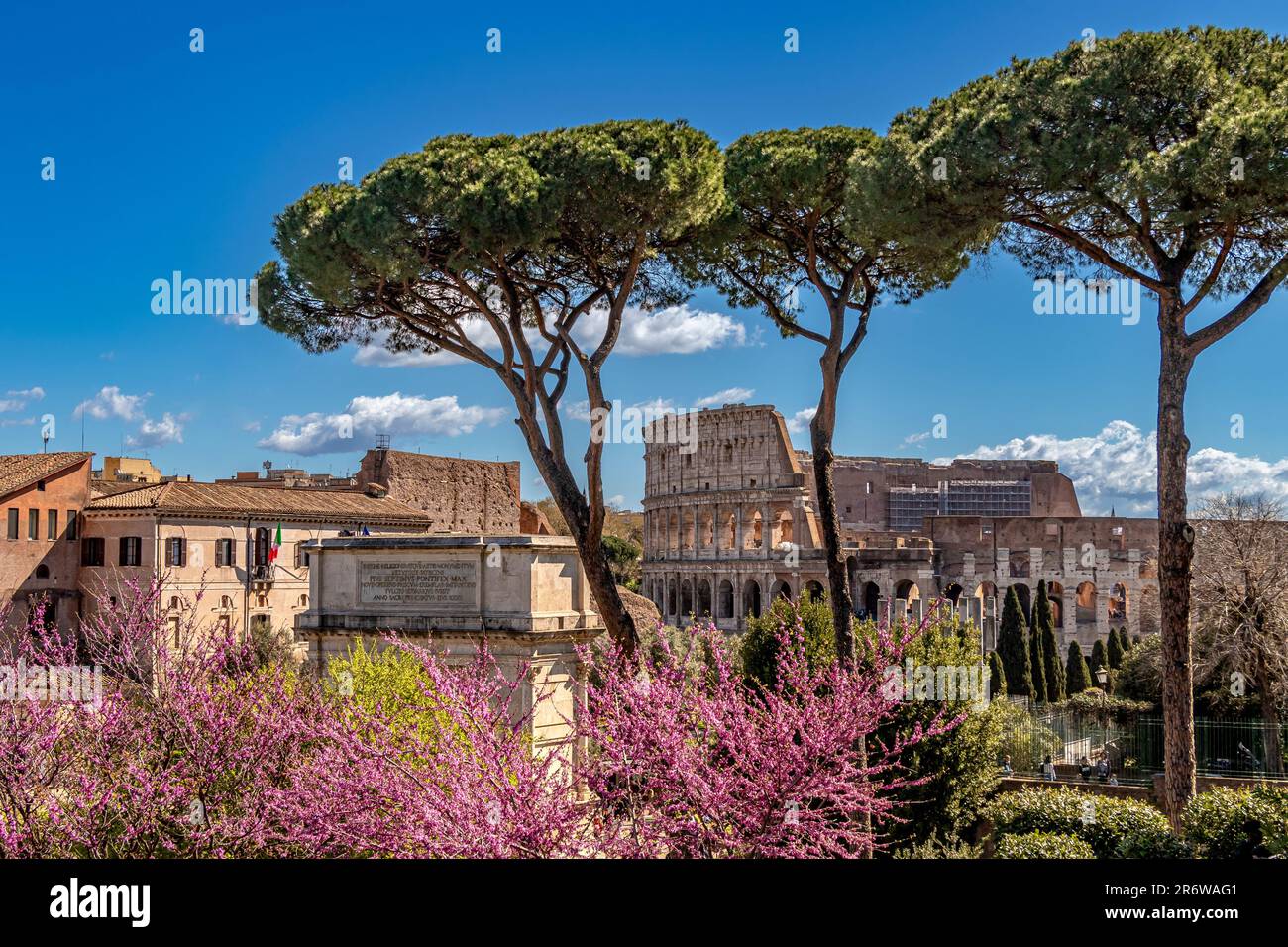 Pini di pietra e Jacaranda viola incorniciano il Colosseo visto dai Giardini Farnese sul Colle Palatino, Roma, Italia Foto Stock
