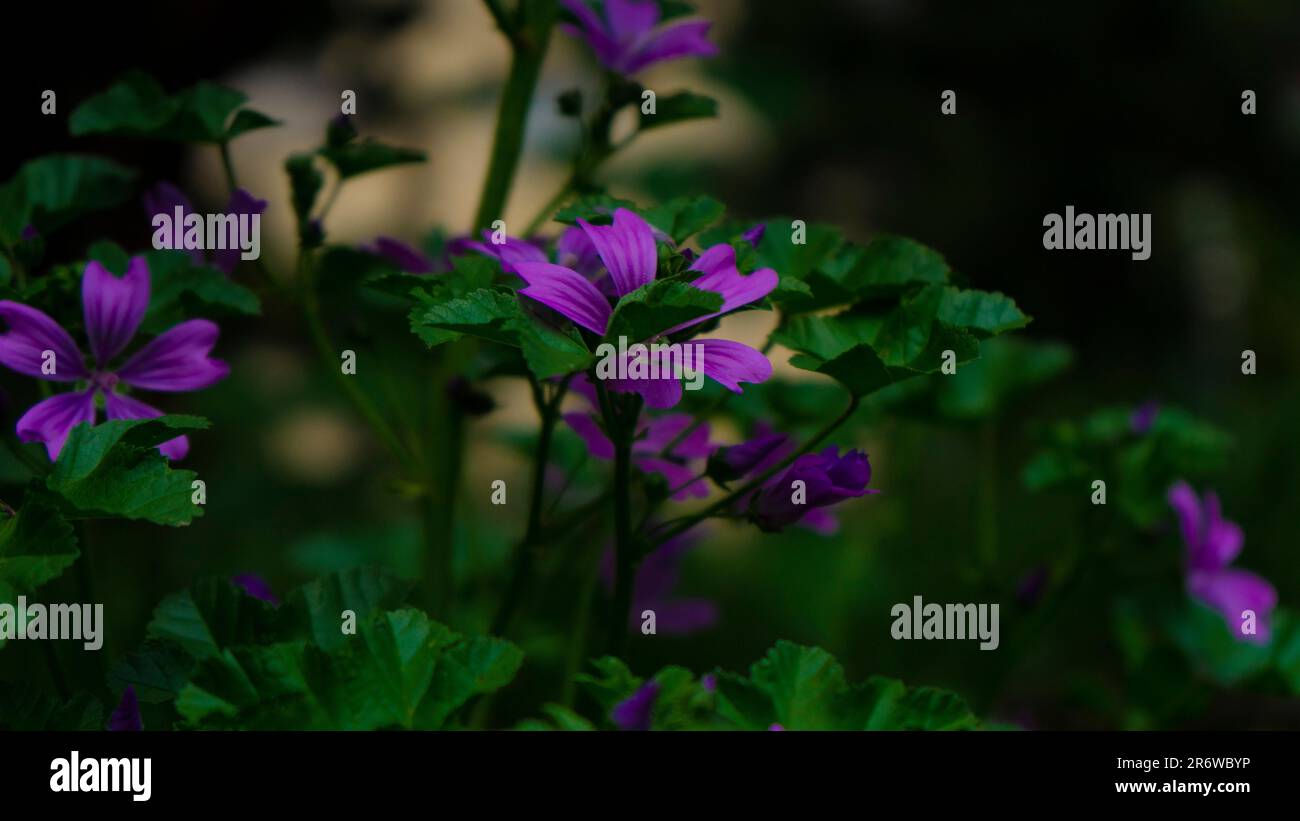 Fiore di erba viola nel parco, quartiere di Tbilisi Foto Stock