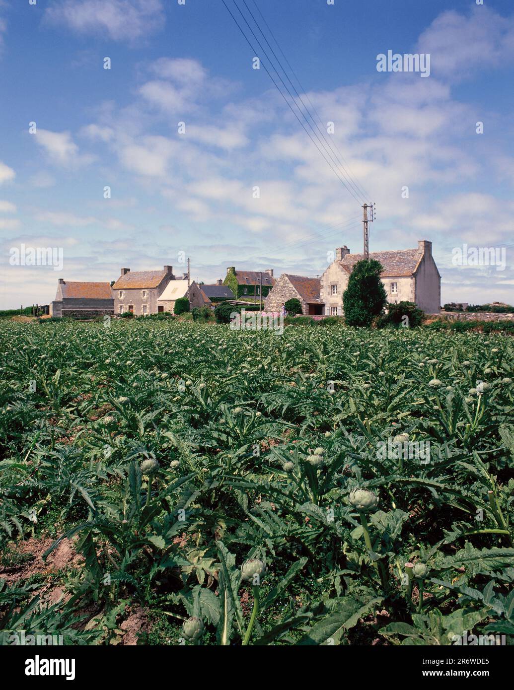 Francia. Normandia. Fattoria e campo di carciofi globo. Foto Stock