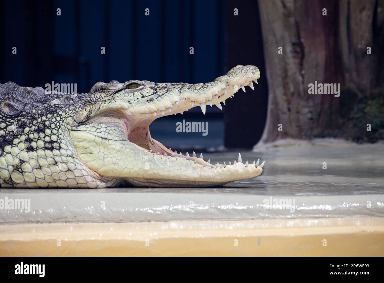 Grande bocca aperta di coccodrillo con denti spaventosi. Ritratto di coccodrillo. Foto Stock